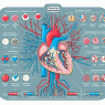Cómo reacciona el sistema cardiovascular a Phentermine Hydrochlorid